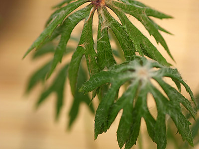 우산나물 사진 - Syneilesis palmata Photos