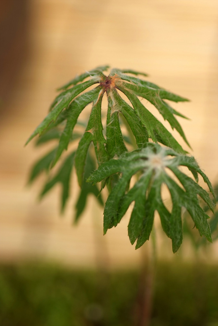 우산나물 - Syneilesis palmata
