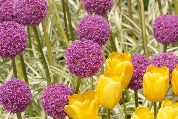 알리움 - Allium  spp