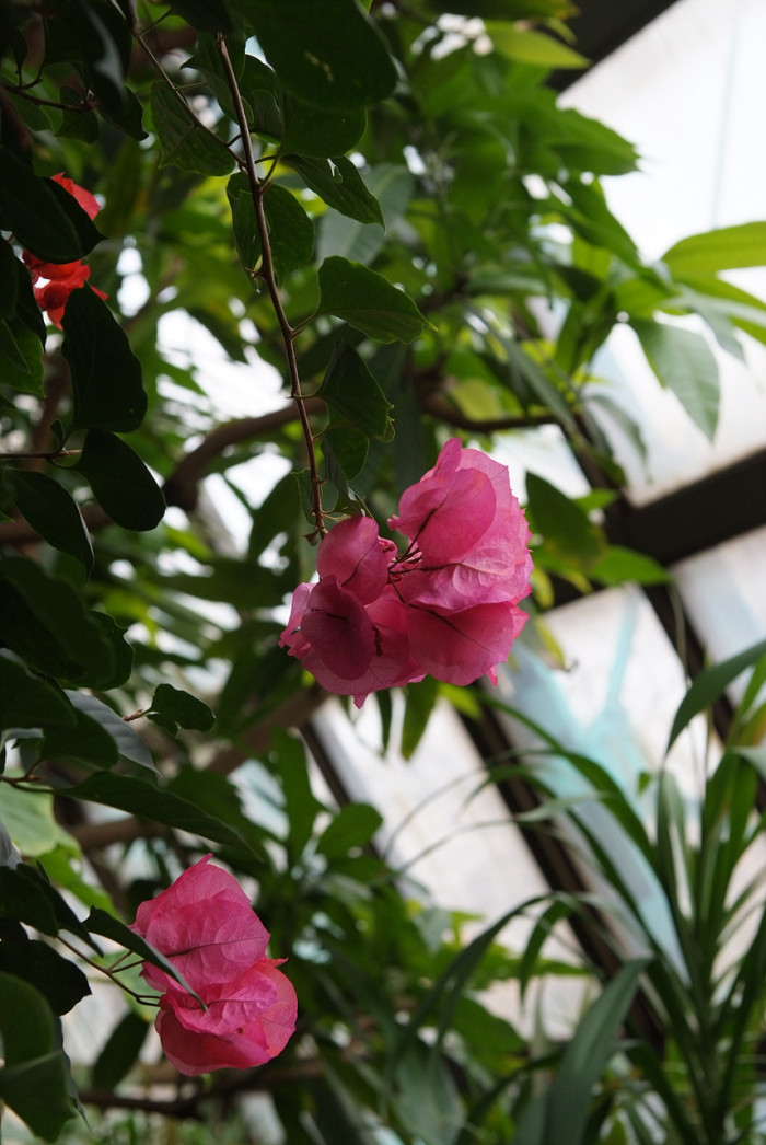 부겐베리아 - paper flower, Bougainvillea glabra
