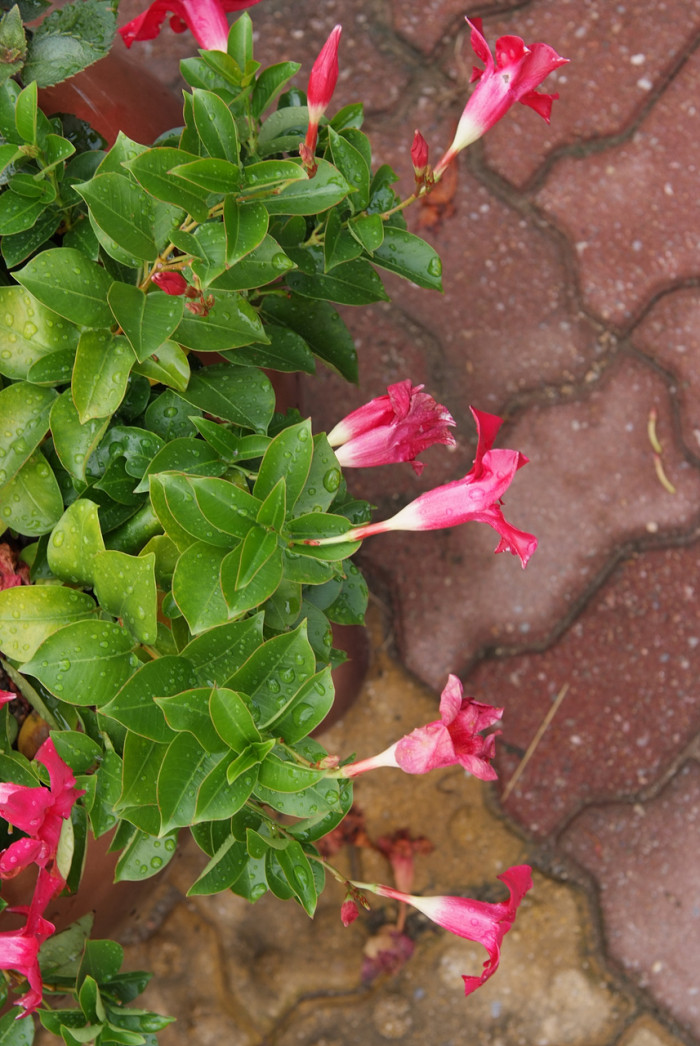 만데빌라 - Rose Dipladenia, Brazilian jasmine, Mandevilla sanderi (Hemsl.) Woodson