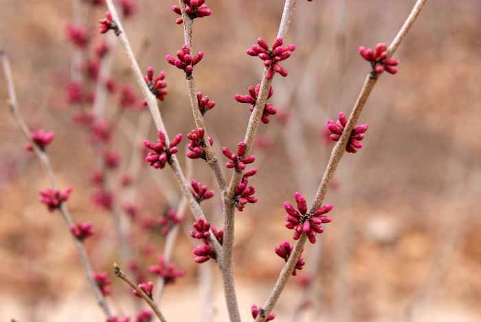 박태기나무 - Redbud, Cercis chinensis Bunge