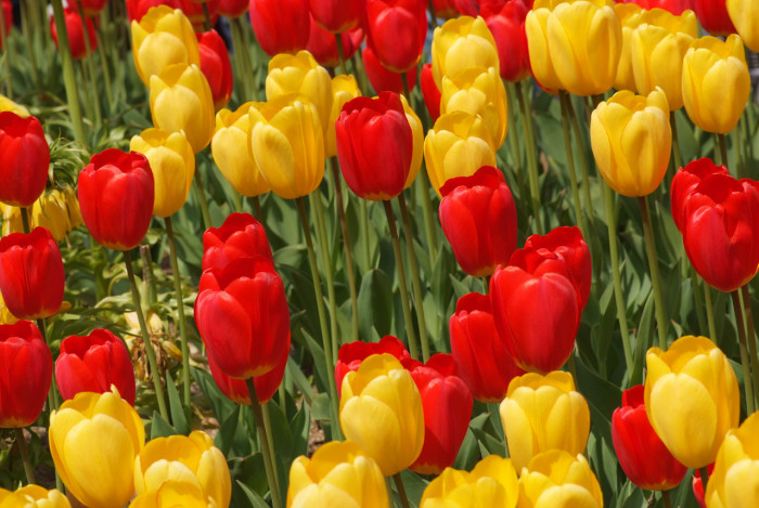 튤립 - Tulip, Tulipa gesneriana