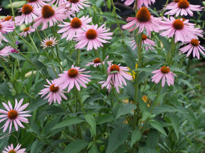 에키네시아 사진 - Echinacea purpurea Photos