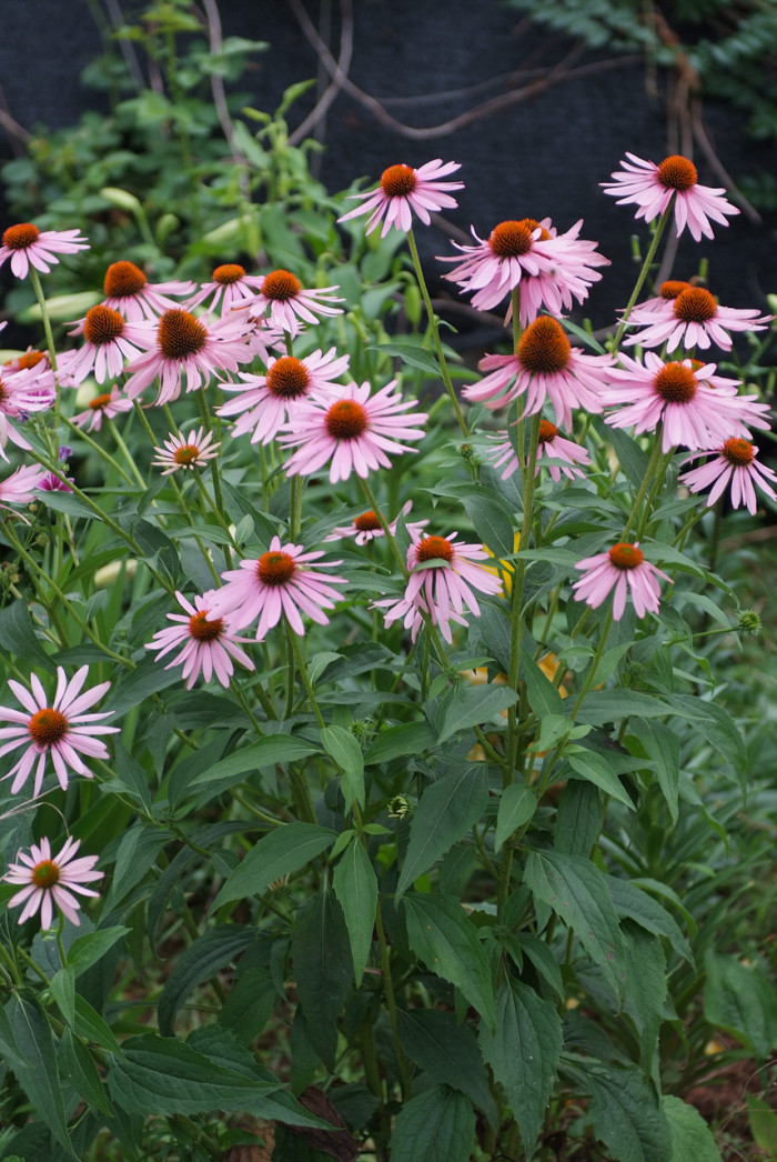 에키네시아 - eastern purple coneflower, hedgehog coneflower, purple coneflower, Echinacea purpurea