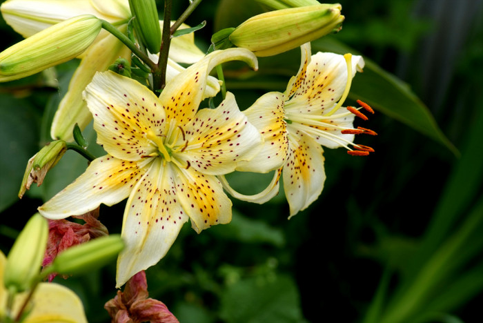 백합 - Lily, Lilium longiflorum Thunb.
