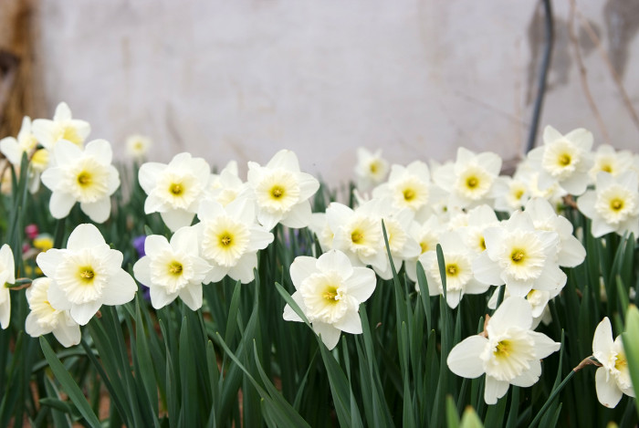 수선화 - daffodil, Narcissus tazetta var. chinensis