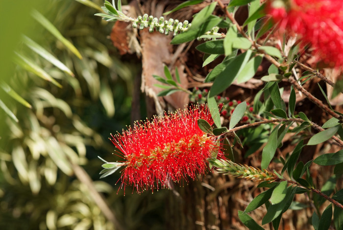 병솔나무 - Bottlebrush, Callistemon lanceolatus