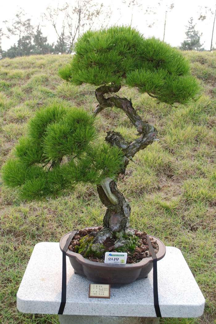 소나무 - Pine Tree, Pinus densiflora Siebold & Zucc.