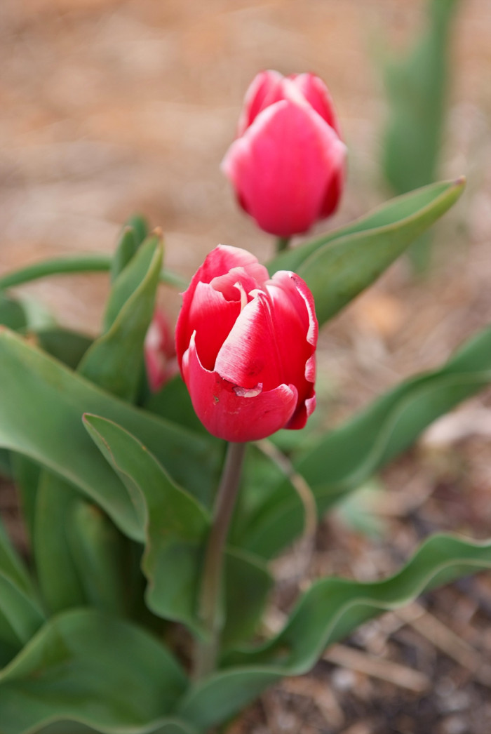 튤립 - Tulip, Tulipa gesneriana