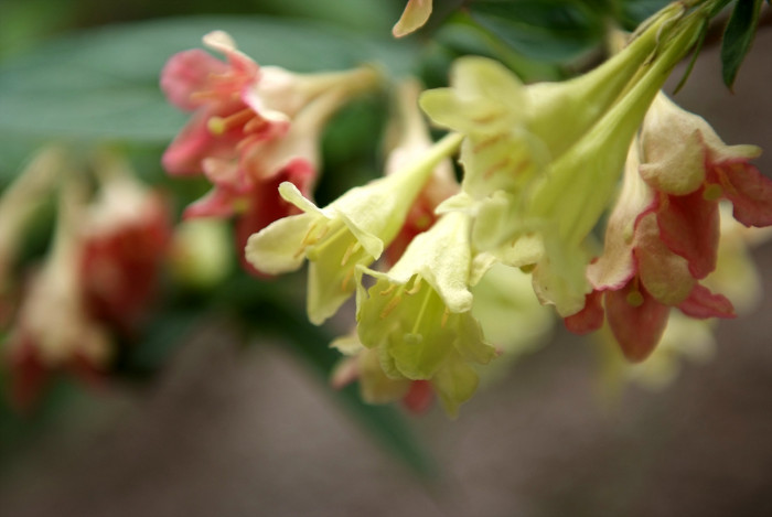 병꽃나무 - Weigela subsessilis