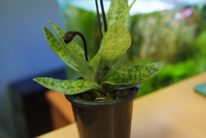 파피오페딜럼 - Papihopedilum pinochio, Paphiopedilum hybrids