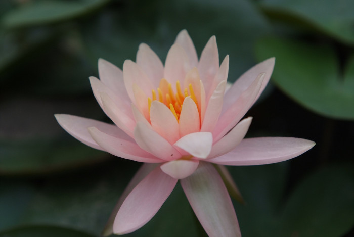 수련 - Nymphaea tetragona var. angusta