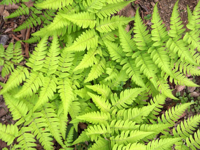 관중 사진 - Dryopteris crassirhizoma Photos