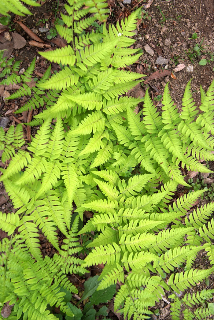 관중 - Rock  fern, Dryopteris crassirhizoma