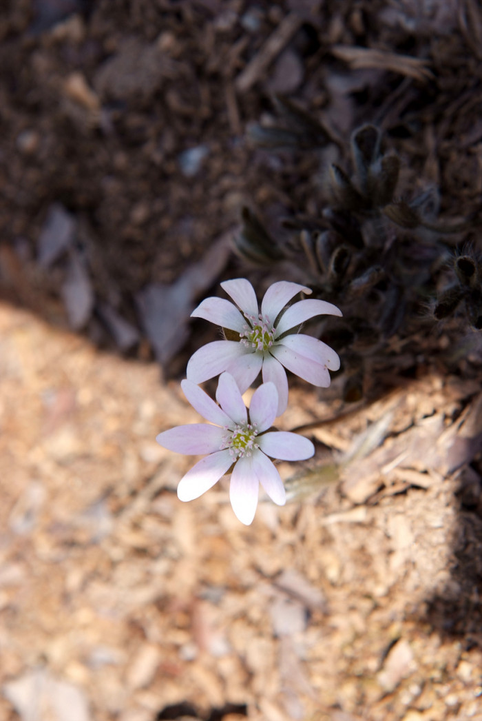 노루귀 - Hepatica asiatica Nakai, Hepatica asiatica