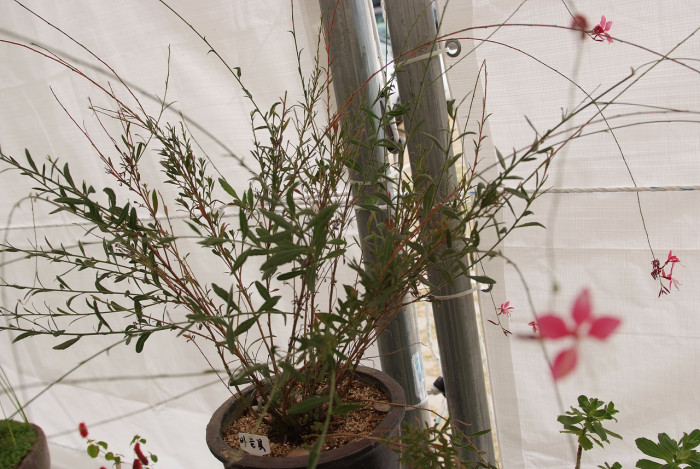 바늘꽃 - ㅈㅜㄹ기의 트깆, Epilobium pyrricholophum Franch. & Sav.