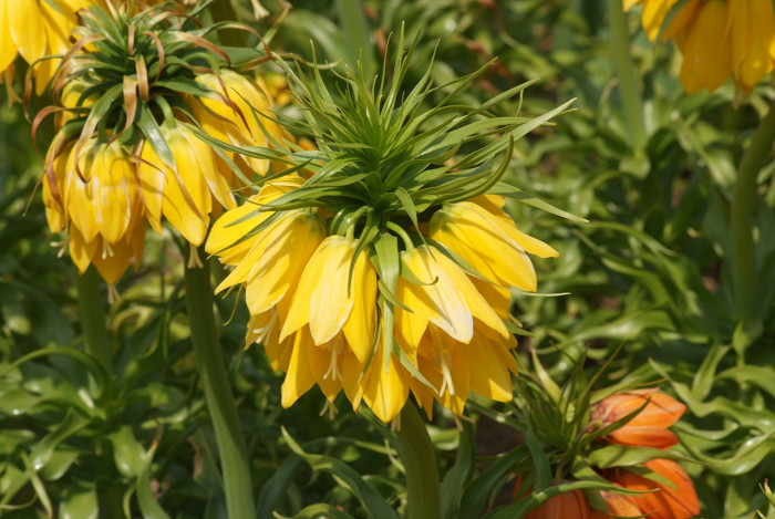 프리틸라리아 - Crown Imperial, Fritillaria imperialis