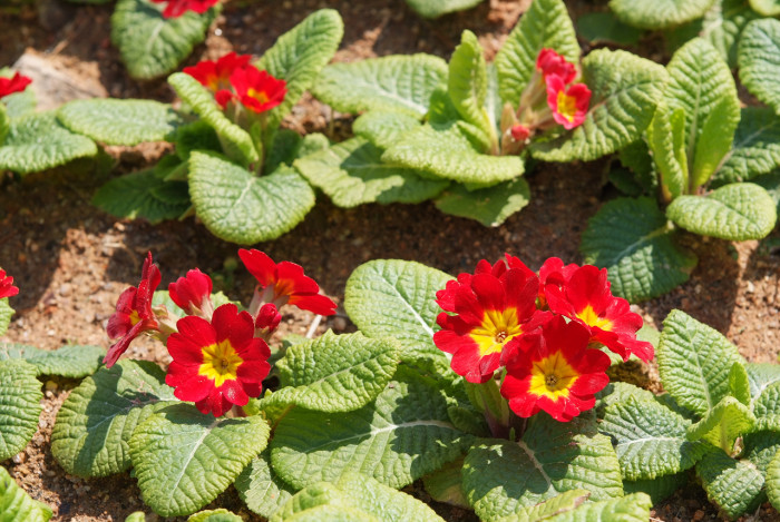 프리뮬러 - Primula, Primula polyantha