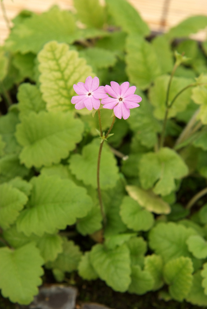 앵초 -  East Asian primrose, Primula sieboldii E.Morren