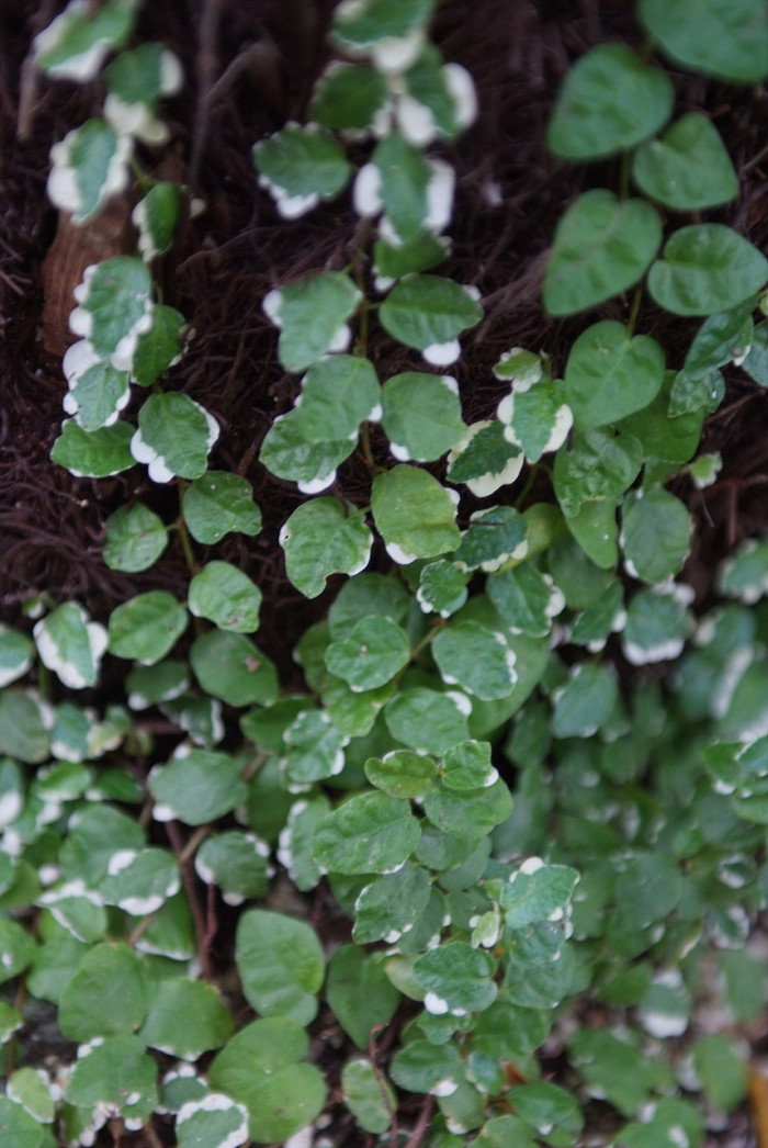스웨디쉬 아이비 - Swedish Ivy, Plectranthus verticillatus.