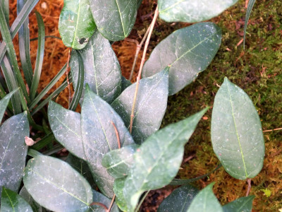 모람 사진 - Ficus oxyphylla Miq. ex Zoll. Photos