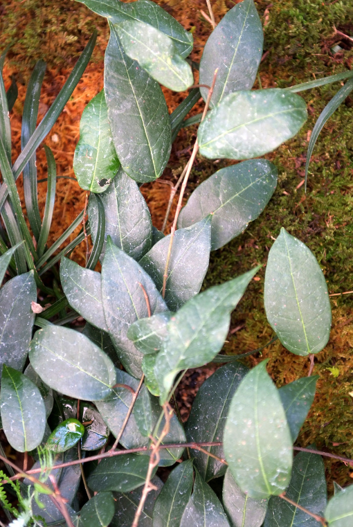 모람 - Ficus oxyphylla Miq. ex Zoll.