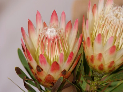 프로티아 리펜스 사진 - Protea repens Photos