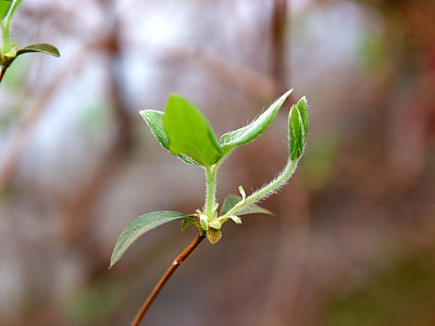 참꽃나무 사진 - Rhododendron weyrichii Maxim. var. weyrichii Photos