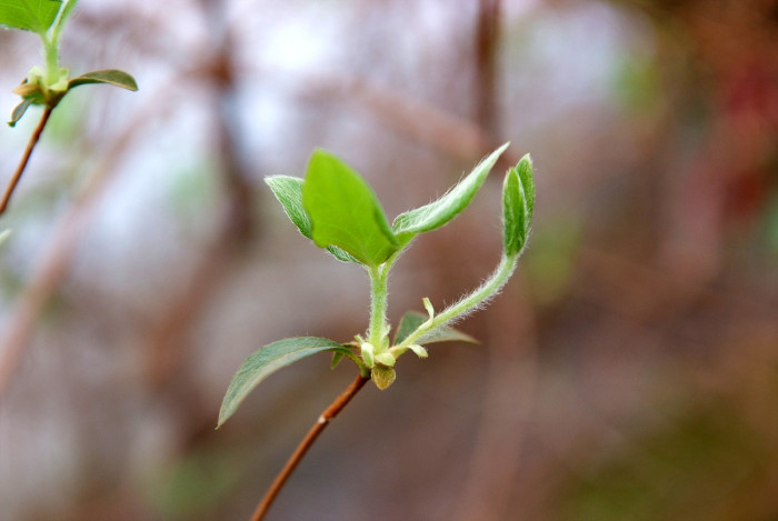 참꽃나무 - Rhododendron weyrichii Maxim. var. weyrichii
