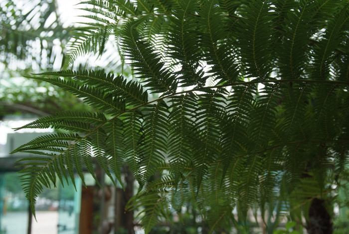 해고 - Cyathea spinulosa Wall ex HOOK