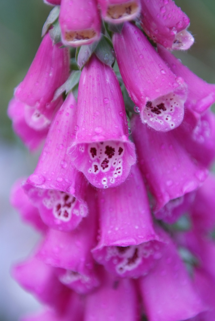 디기탈리스 - Digitalis, Digitalis purpurea L.