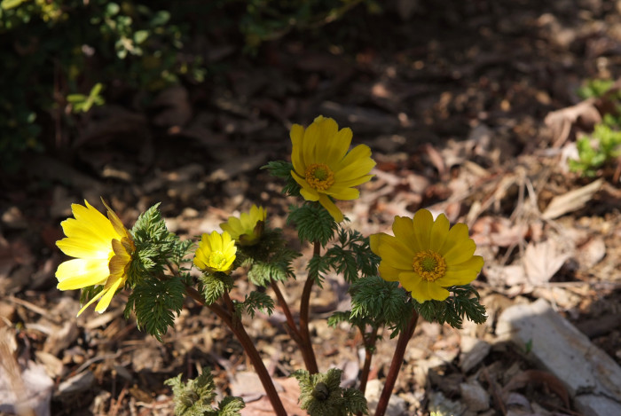 복수초 - Adonis amurensis