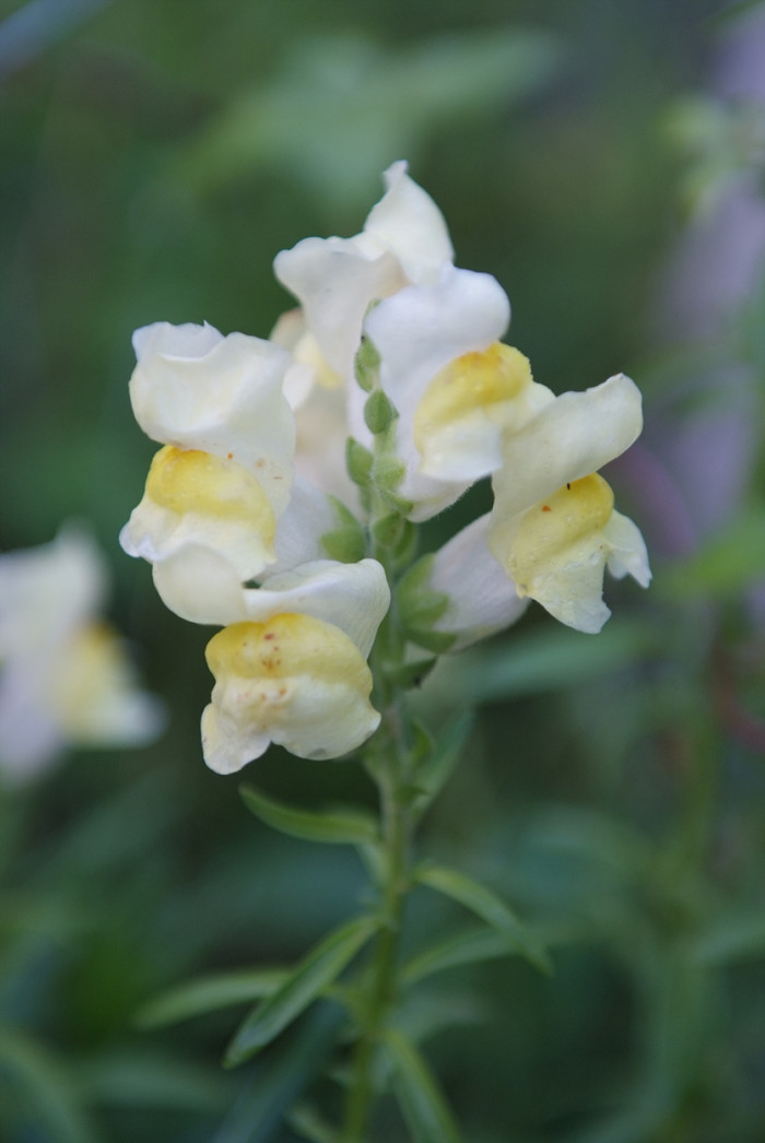 금어초 - snapdragon, Antirrhinum majus