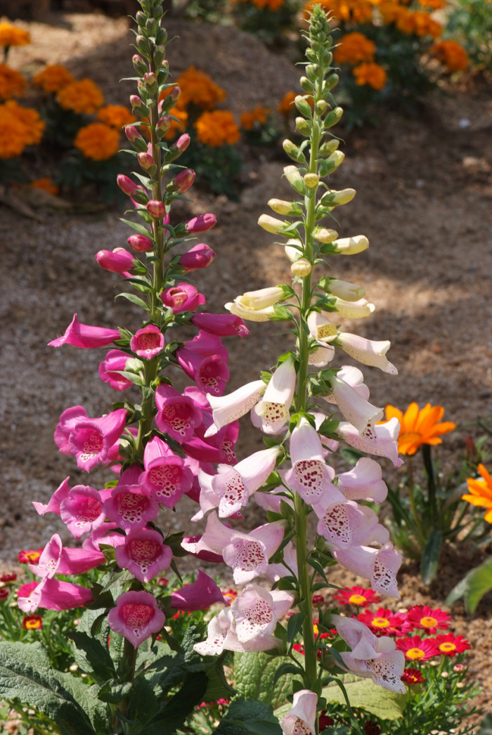 디기탈리스 - Digitalis, Digitalis purpurea L.