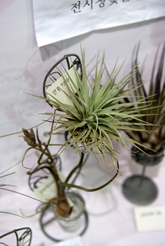 틸란디시아 - Tillandsia bergeri