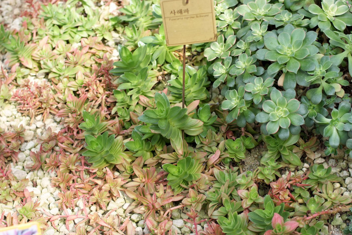 사해파 - Faucaria tigrina