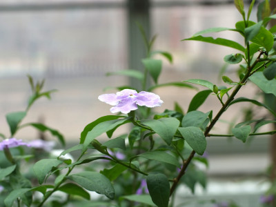 브룬펠시아 사진 - Brunfelsia pauciflora Photos