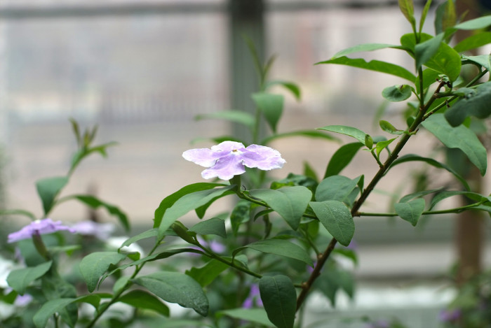 브룬펠시아 - Marning-Moon and night, Brunfelsia pauciflora
