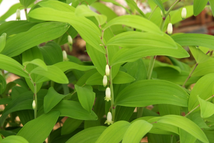 퉁둥굴레 - Polygonatum inflatum Kom.