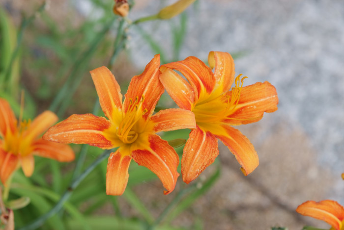 원추리 - Hemerocallis fulva