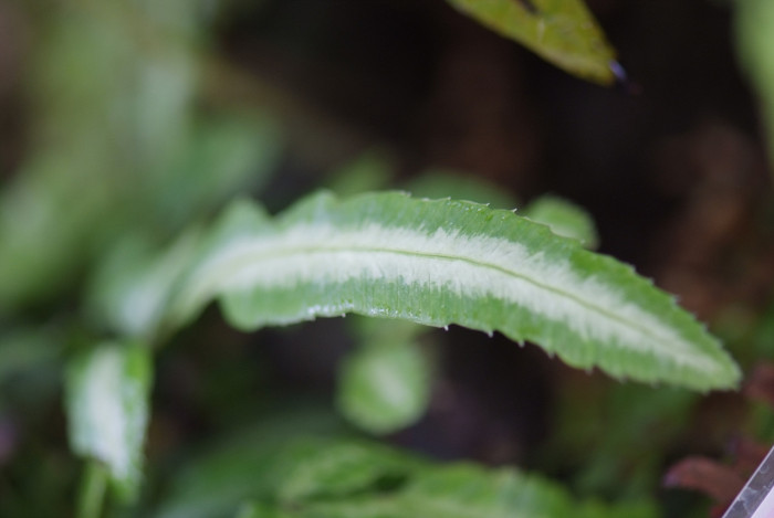 반쪽고사리 - Pteris dispar Kunze