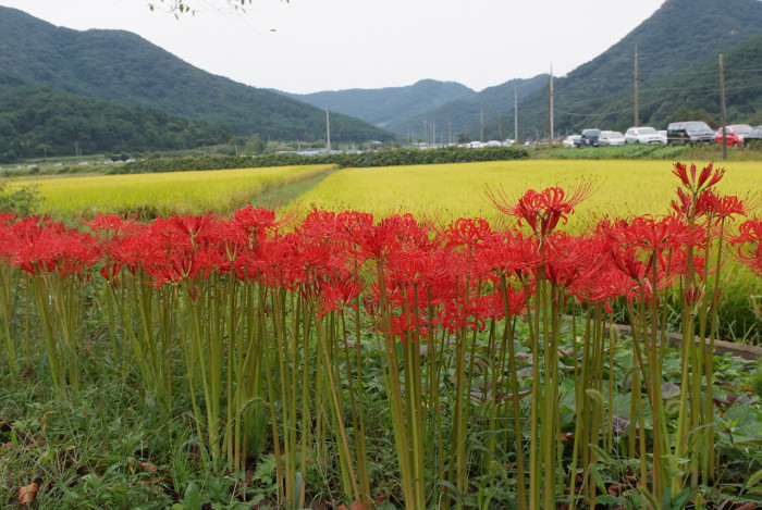 석산 - red spider lily, Lycoris radiata