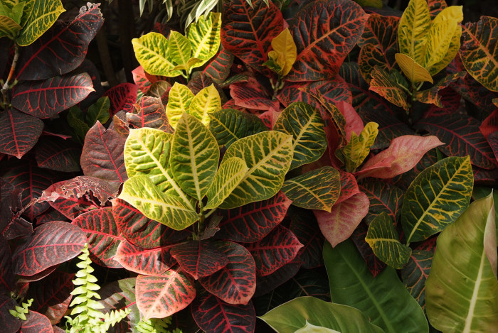 크로톤 - Croton codiaeum revolution, croton,Codiaeum variegatum,pictum