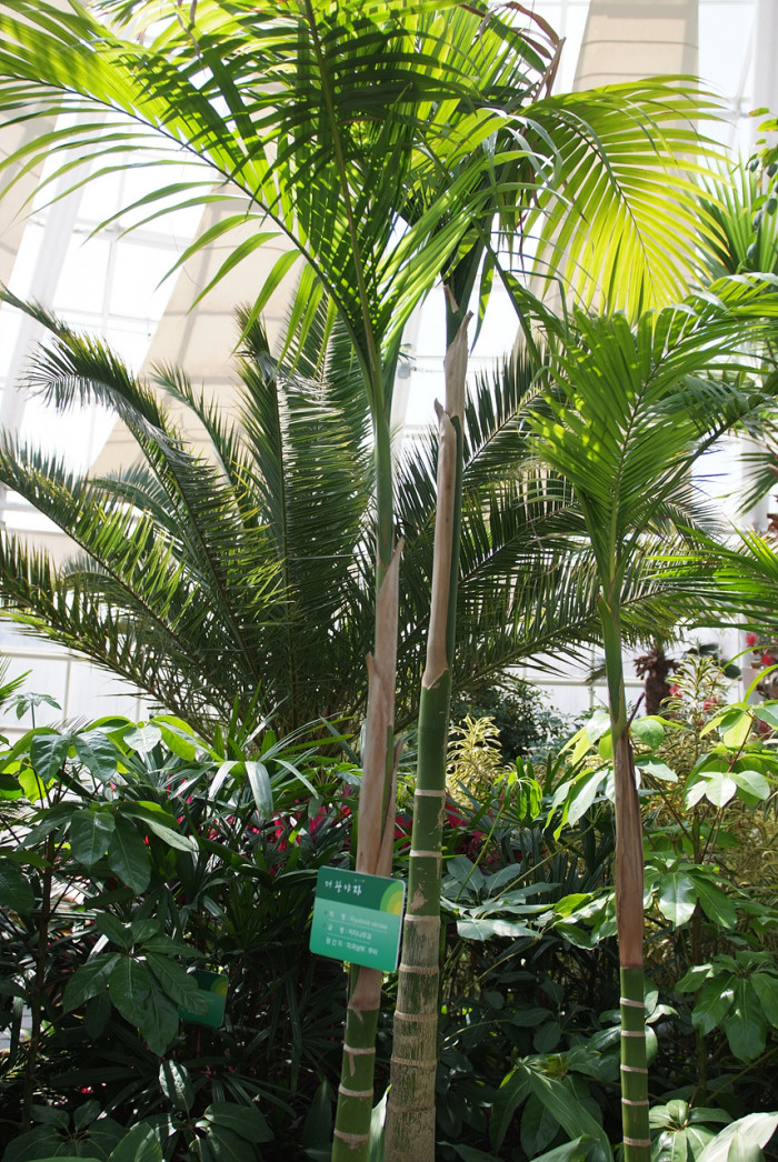 대왕야자 - Cuban royal palm, Florida royal palm, Roystonea regia