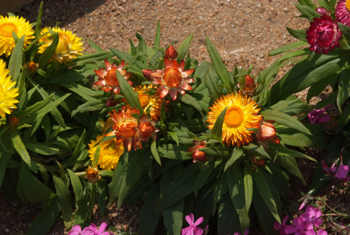 밀짚꽃 - straw flower, Helichrysum bracteatum