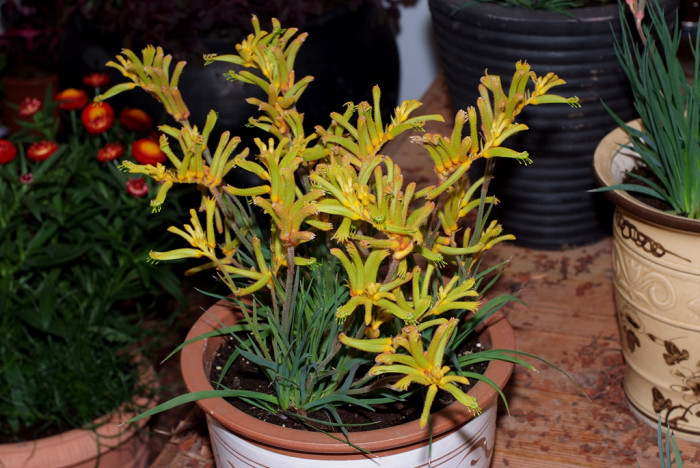 아나고잔서스 - Kangaroo paw, Anigozanthos Labill.