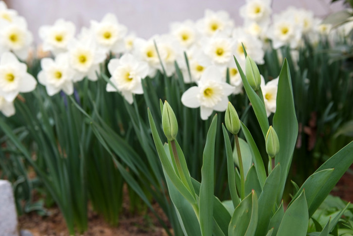 수선화 - daffodil, Narcissus tazetta var. chinensis