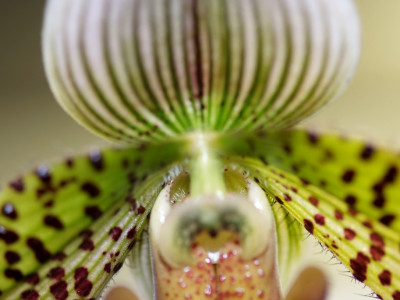 파피오페딜럼 사진 - Paphiopedilum hybrids Photos