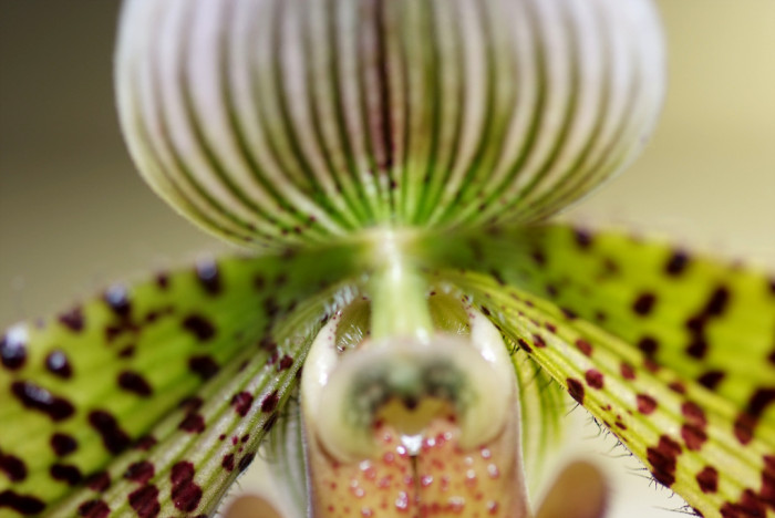 파피오페딜럼 - Papihopedilum pinochio, Paphiopedilum hybrids